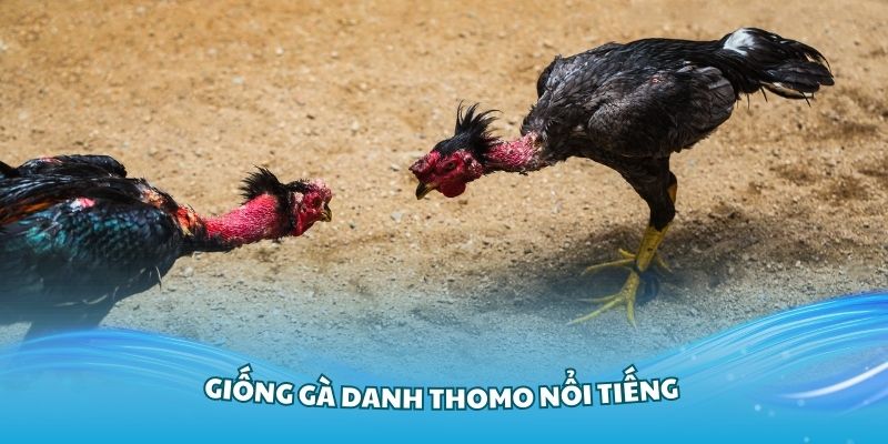 Tìm hiểu cơ bản về giống gà Cú đang Hot